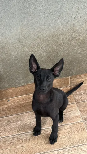 Pastor Belga Malinoa 