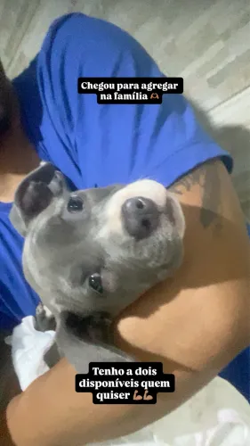 Pitbull American 