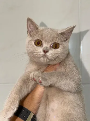 British Shorthair 