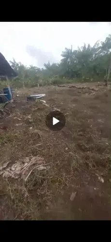 Terreno no pau rosa