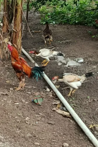 Galos e Galinhas
