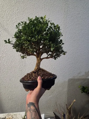 Bonsai diversas espécies