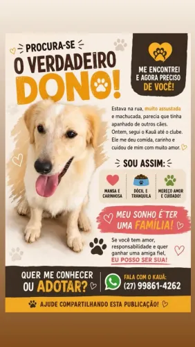 Cachorra fêmea para doação , castrada