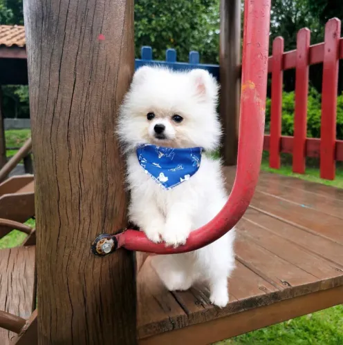 Lulu da Pomerania Machinho 