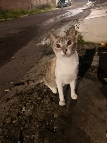Gata para doação 