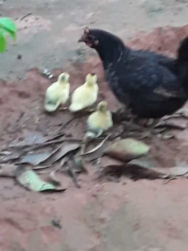 PATINHOS