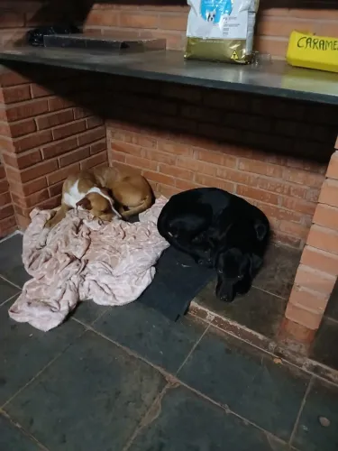 Cachorro perdido