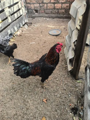 Galo e frangos machos 