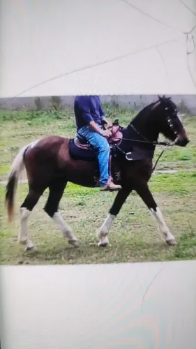 Lindo cavalo de Pampa