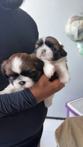 Filhote de Shih Tzu