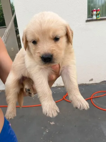 GOLDEN FILHOTE MACHO E FEMEA