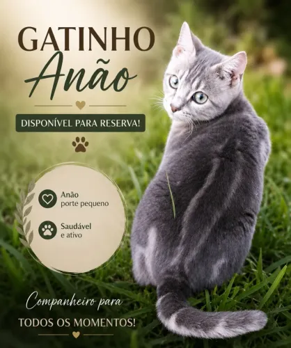 Gato Anão 