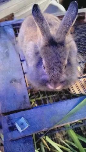 Coelho