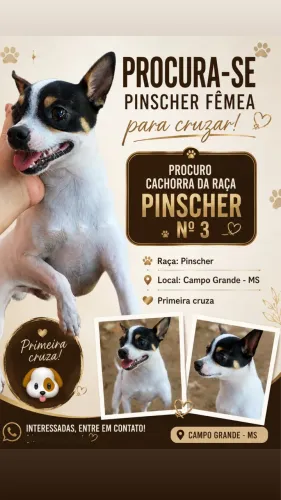 Procura-se fêmea pinscher para CRUZAR