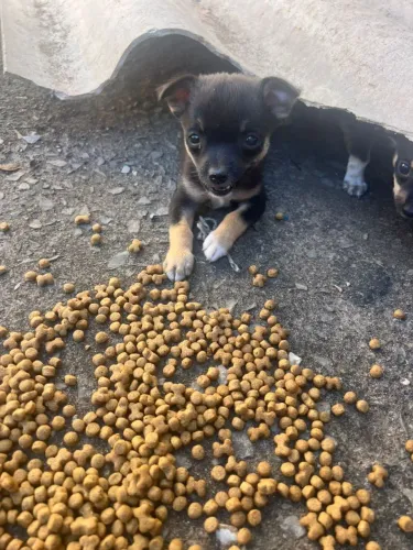 Vendo pinscher número 1