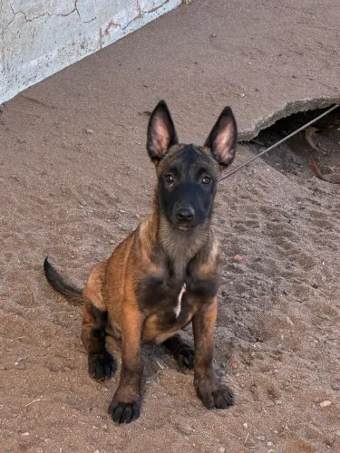 Vende se pastor belga Malinois
