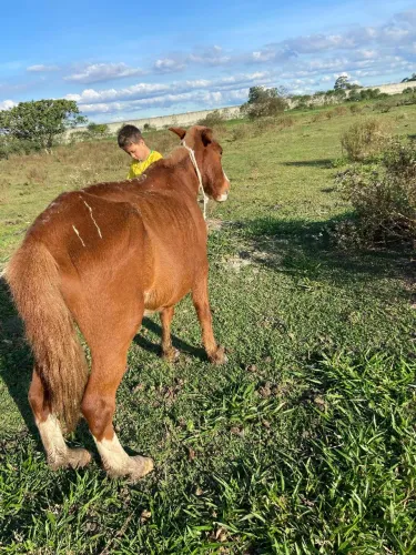 Cavalo