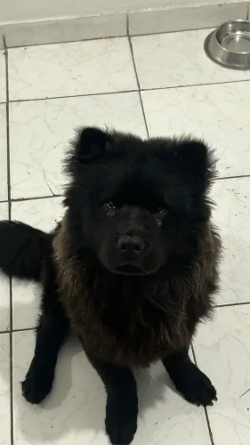 Vende-se Chow chow
