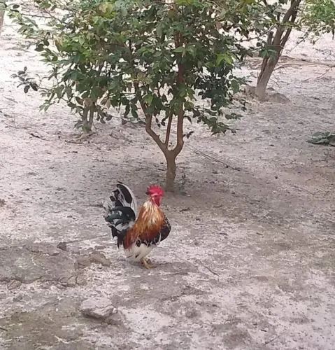 Galinha e galo garnizé nagasaki
