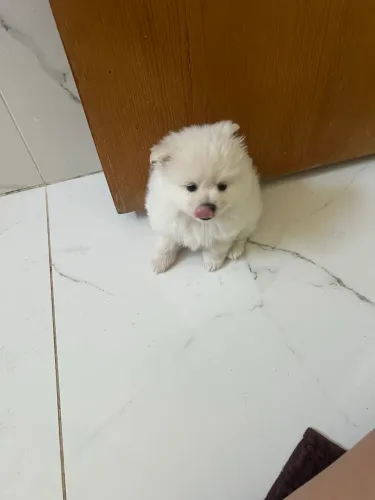 Filhotes fêmeas de Spitz Alemão - branquinhas ?