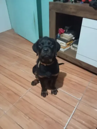 Olá estou doando esse rottweiler está com 4 meses todas vacina tomada qualquer só chamar
