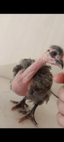 Pescoço pelado 35 dias 17 a uni