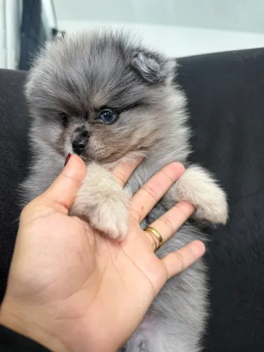 Macho PEDIGREE exótico blue merle - Spitz alemão anão 