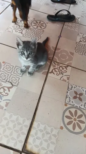 Doa se uma gatinha