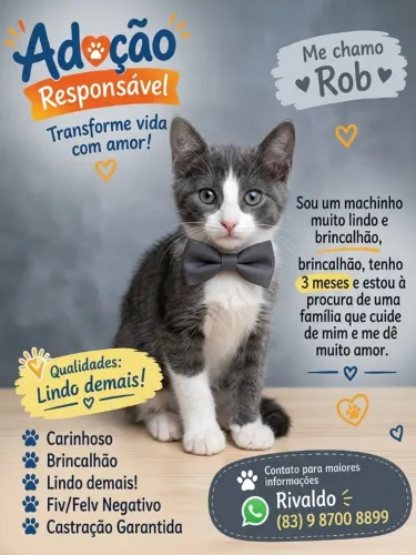 Gatinho Macho para Adoção Responsável 3 meses