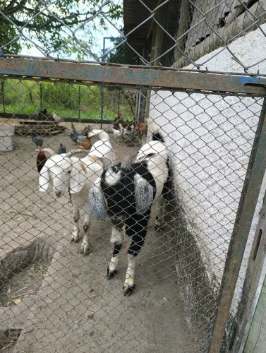 Casal de Cabritos Boer com a fêmea prenha