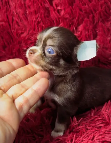 VENDA CHIHUAHUA PELO LONGO MACHO