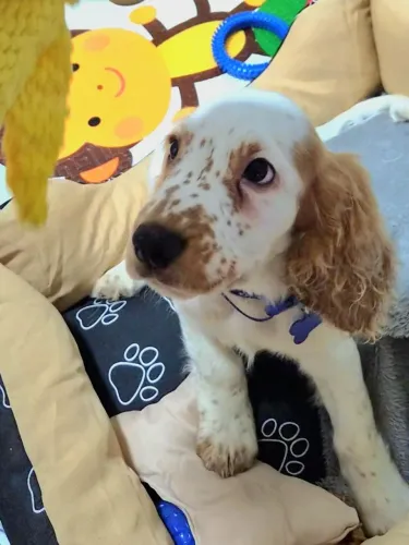 Filhote de Cocker Spaniel com plano de saúde + itens de enxoval pet