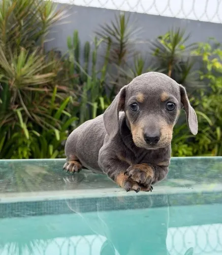 Dachshund