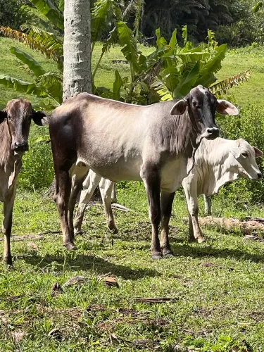 Novilha de corte a venda