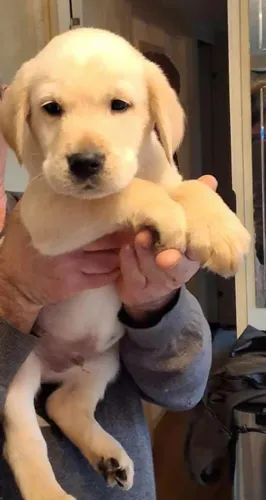 Labrador creme/preto disponivel