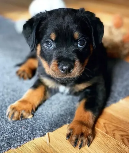 Filhotes de Rottweiler | Alegria que transforma o lar.