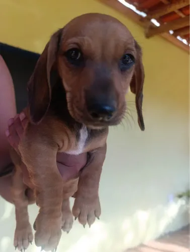 Cachorro