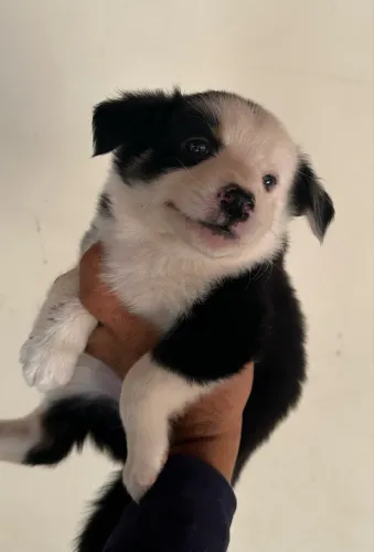 Border Collie disponível- Envio para todo Brasil
