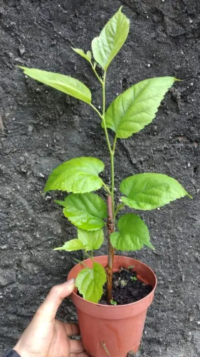 Muda de Amora Já Produzindo Frutos - Plante no Vaso ou no Chão!
