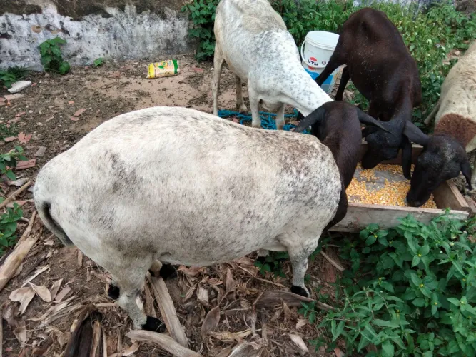 Ovelhas santo Inês dopeer