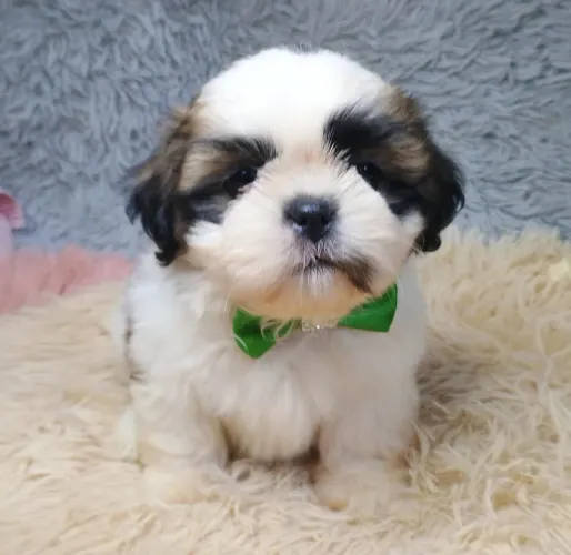 Shih-Tzu Macho