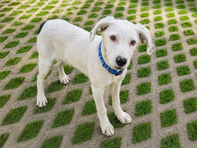 Macho branco - 5 meses - SRD Porte M/G