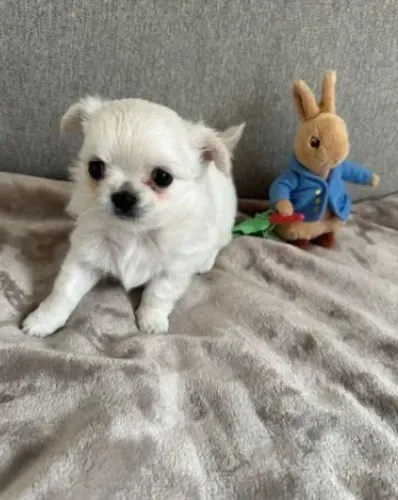 Chihuahua,Chihuahua Filhote Top Padrão da Raça