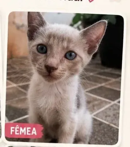 Doação de gatos 