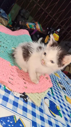 filhote de gato fêmea