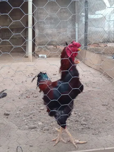 Galo Índio