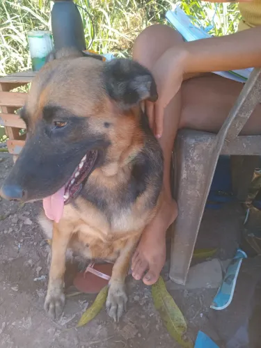 Vendo um cachorro fêmea 