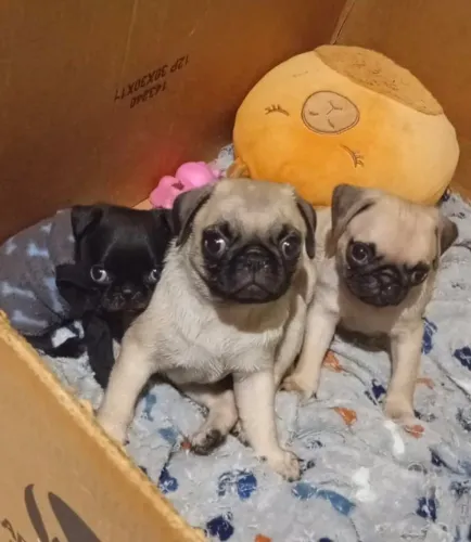 Filhote de PUG macho disponível