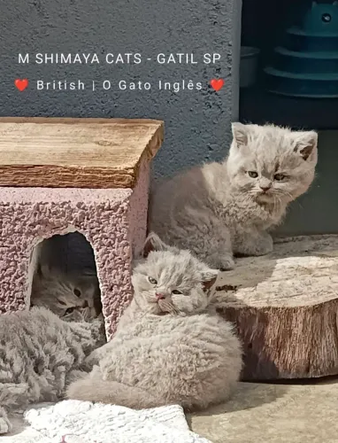 British Shorthair, fotos reais SP