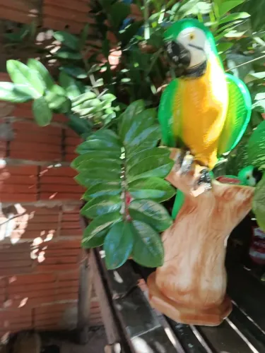 ARARA DE JARDIM